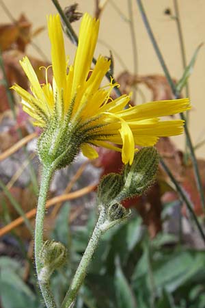 Hieracium prasiophaeum \ Lauchgrnliches Frhes Habichtskraut / Early Hawkweed, S Botan. Gar.  Universit.  Uppsala 28.8.2010