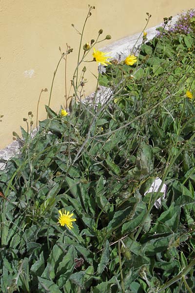 Hieracium prasiophaeum \ Lauchgrnliches Frhes Habichtskraut / Early Hawkweed, S Botan. Gar.  Universit.  Uppsala 28.8.2010