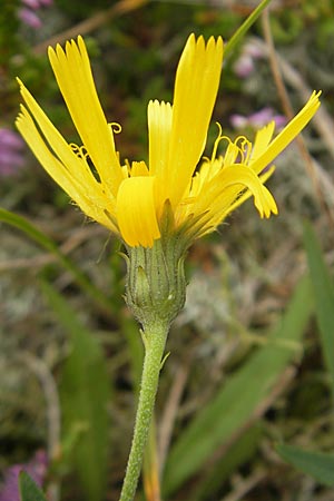 Hieracium umbellatum \ Doldiges Habichtskraut / Narrow-Leaved Hawkweed, S Halmstad 14.8.2010