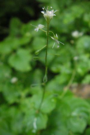 Circaea alpina \ Alpen-Hexenkraut / Alpine Enchanter's Nightshade, Small Enchanter's Nightshade, S Norra Kvill 11.8.2009