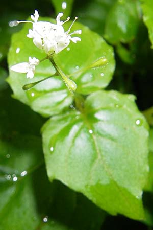 Circaea alpina \ Alpen-Hexenkraut / Alpine Enchanter's Nightshade, Small Enchanter's Nightshade, S Norra Kvill 11.8.2009