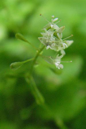 Circaea alpina \ Alpen-Hexenkraut, S Norra Kvill 11.8.2009