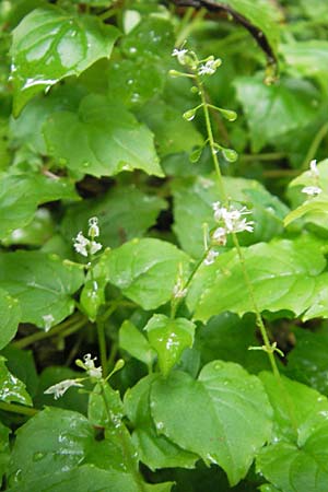 Circaea alpina \ Alpen-Hexenkraut / Alpine Enchanter's Nightshade, Small Enchanter's Nightshade, S Norra Kvill 11.8.2009