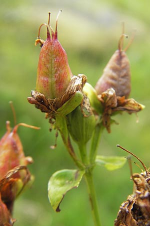 Hypericum montanum \ Berg-Johanniskraut, S Vänersborg 12.8.2010