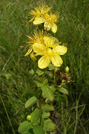 Hypericum montanum \ Berg-Johanniskraut, S Vänersborg 12.8.2010