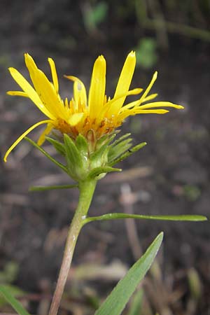 Pentanema ensifolium \ Schwertblttriger Alant, Zwerg-Alant, S Västers 29.8.2010