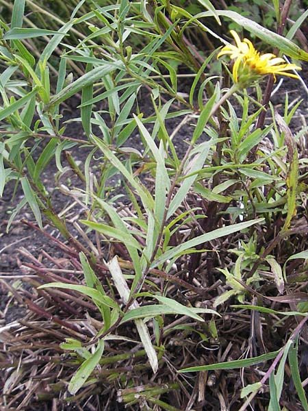 Pentanema ensifolium \ Schwertblttriger Alant, Zwerg-Alant / Swordleaf Inula, S Västers 29.8.2010