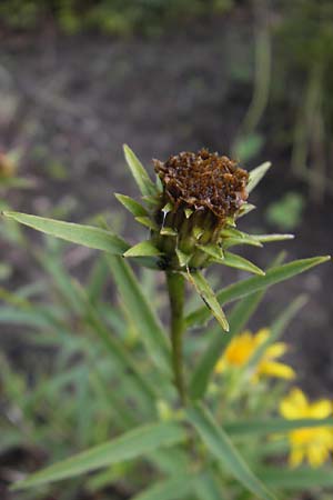 Pentanema ensifolium \ Schwertblttriger Alant, Zwerg-Alant / Swordleaf Inula, S Västers 29.8.2010