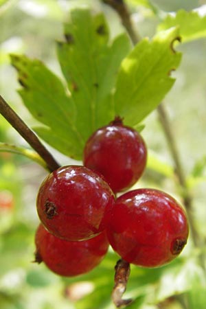 Ribes spicatum \ hrige Johannisbeere / Downy Currant, Wild Currant, S Lidköping, Kinnekulle 12.8.2010