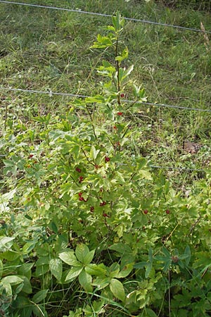 Ribes spicatum \ hrige Johannisbeere / Downy Currant, Wild Currant, S Lidköping, Kinnekulle 12.8.2010