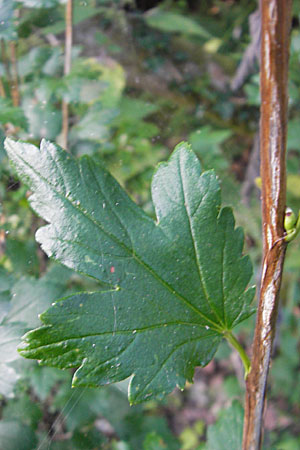 Ribes spicatum \ hrige Johannisbeere / Downy Currant, Wild Currant, S Öland, Trollskogen 9.8.2009