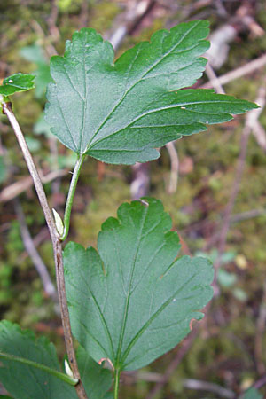 Ribes spicatum \ hrige Johannisbeere / Downy Currant, Wild Currant, S Skurugata 12.8.2009