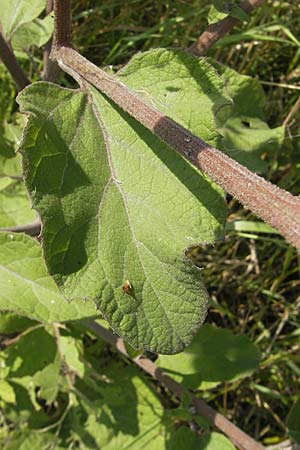 Arctium tomentosum / Woolly Burdock, S Malmö 5.8.2009