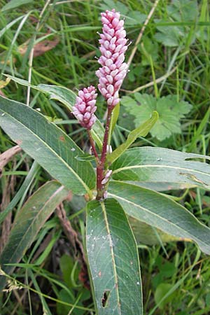 Persicaria amphibia \ Wasser-Knterich, S Västers Ängsö 29.8.2010