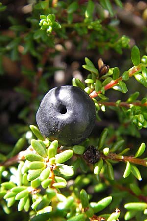 Empetrum nigrum \ Krhenbeere, Rauschbeere / Crow Berry, S Store Mosse 12.8.2009