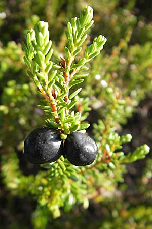 Empetrum nigrum \ Krhenbeere, Rauschbeere / Crow Berry, S Store Mosse 12.8.2009