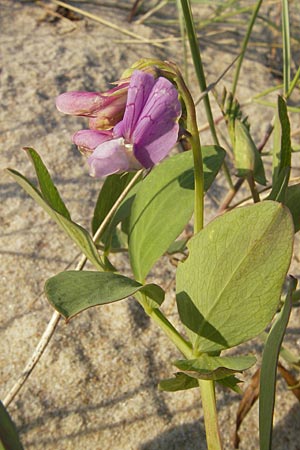 Lathyrus japonicus var. maritimus \ Strand-Platterbse / Sea Pea, S Ystad 5.8.2009