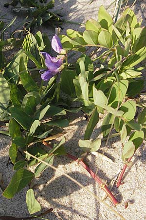 Lathyrus japonicus var. maritimus \ Strand-Platterbse / Sea Pea, S Ystad 5.8.2009