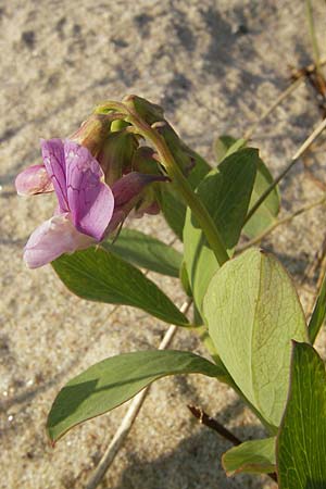 Lathyrus japonicus var. maritimus \ Strand-Platterbse / Sea Pea, S Ystad 5.8.2009