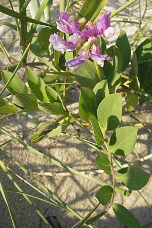 Lathyrus japonicus var. maritimus \ Strand-Platterbse / Sea Pea, S Ystad 5.8.2009