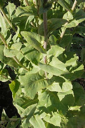 Lactuca sativa \ Kopfsalat / Lettuce, S Botan. Gar.  Universit.  Uppsala 28.8.2010