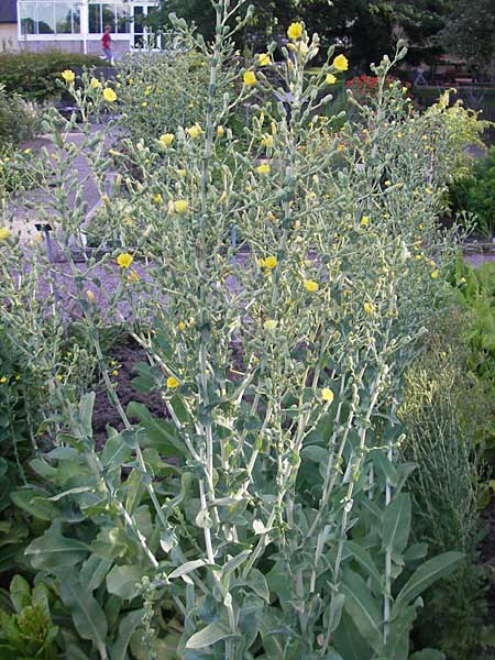 Lactuca sativa \ Kopfsalat / Lettuce, S Botan. Gar.  Universit.  Uppsala 28.8.2010