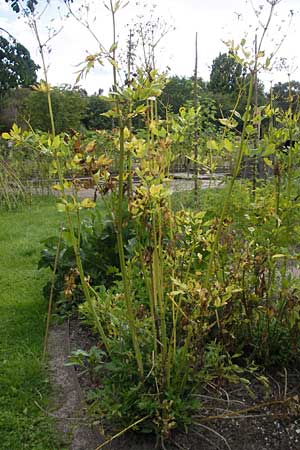 Levisticum officinale \ Liebstckel, Maggikraut, S Botan. Gar.  Universit.  Uppsala 28.8.2010