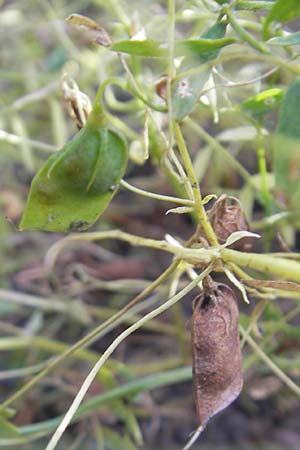 Vicia lens / Lentil, S Botan. Gar.  Universit.  Uppsala 28.8.2010