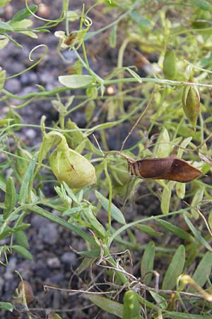 Vicia lens \ Linse, S Botan. Gar.  Universit.  Uppsala 28.8.2010