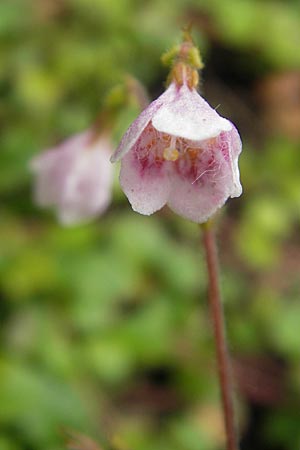 Linnaea borealis \ Moosglckchen / Twinflower, S Helsingborg 2.8.2010