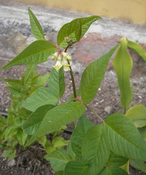 Lathyrus laevigatus \ Gelbe Platterbse / Yellow Pea, S Botan. Gar.  Universit.  Uppsala 28.8.2010