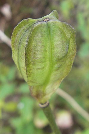 Lilium martagon \ Trkenbund-Lilie, S Tanum 9.8.2010