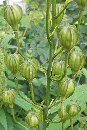 Lilium martagon \ Trkenbund-Lilie / Turkscap Lily, S Tanum 9.8.2010