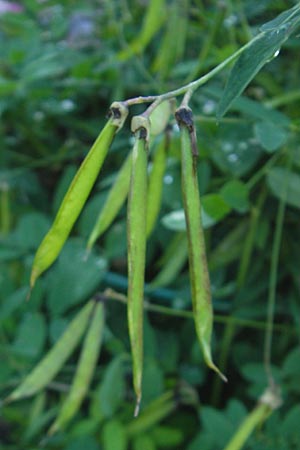 Lathyrus niger \ Schwarze Platterbse / Black Pea, S Västers 29.6.2011