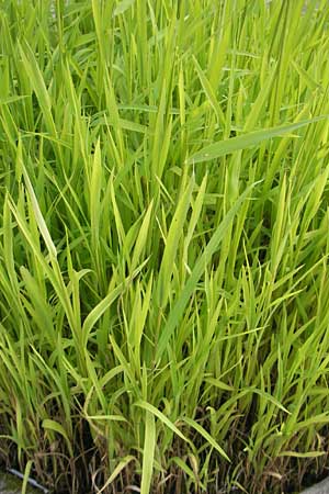 Leersia oryzoides \ Wild-Reis / Rice Cutgrass, S Botan. Gar.  Universit.  Uppsala 28.8.2010