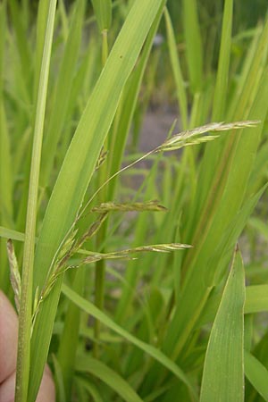 Leersia oryzoides \ Wild-Reis / Rice Cutgrass, S Botan. Gar.  Universit.  Uppsala 28.8.2010