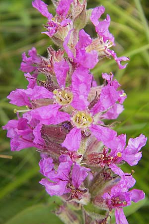 Lythrum salicaria \ Blut-Weiderich, S Bovallstrand, Valön 10.8.2010