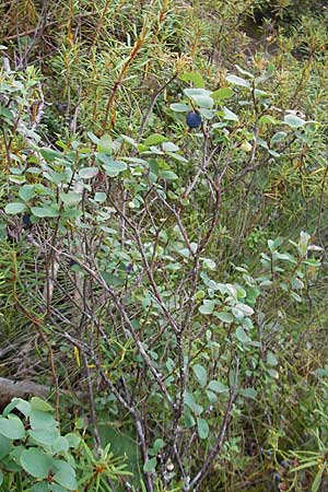 Vaccinium uliginosum \ Gewhnliche Moorbeere / Bog Bilberry, S Norra Kvill 11.8.2009