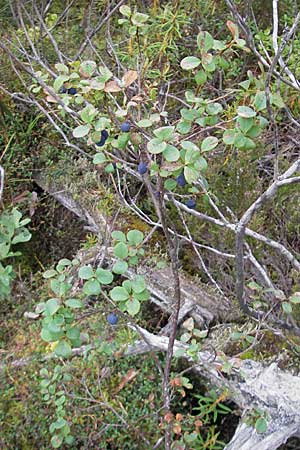 Vaccinium uliginosum \ Gewhnliche Moorbeere / Bog Bilberry, S Norra Kvill 11.8.2009