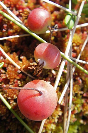 Vaccinium oxycoccos \ Gewhnliche Moosbeere / Common Cranberry, S Store Mosse 12.8.2009