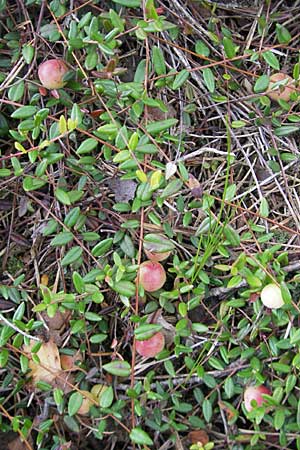 Vaccinium oxycoccos \ Gewhnliche Moosbeere, S Store Mosse 12.8.2009