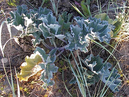 Crambe maritima \ Meer-Kohl / Sea Kale, S Simrishamn 6.8.2009