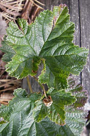 Rubus chamaemorus \ Molte-Beere / Cloudberry, S Store Mosse 12.8.2009