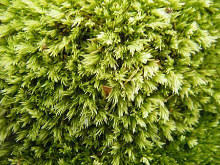 Leucobryum glaucum \ Wei-Moos / White Cushion Moss, S Store Mosse 12.8.2009