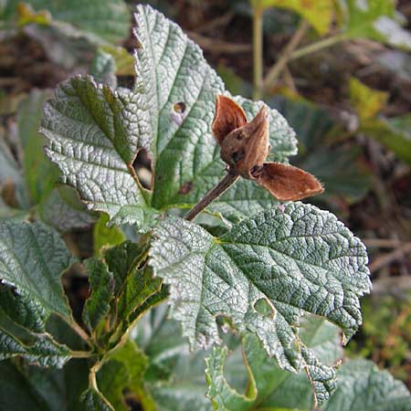 Rubus chamaemorus \ Molte-Beere / Cloudberry, S Store Mosse 12.8.2009