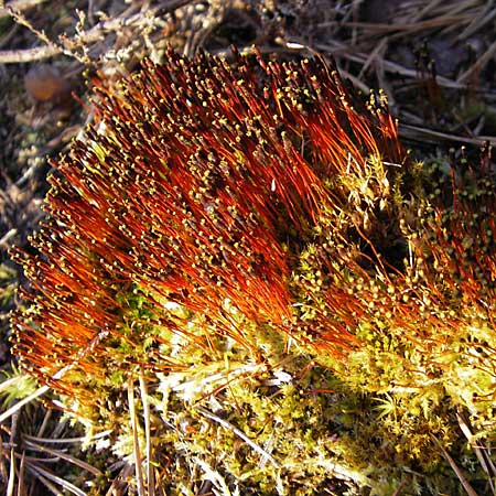 Tetraplodon mnioides \ Vierzack-Moos / Slender Cruet Moss, Entireleaf Nitrogen Moss, S Store Mosse 12.8.2009