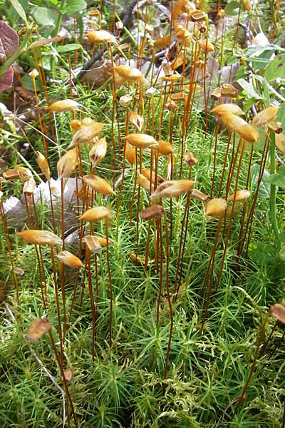 Polytrichum commune \ Groes Haarmtzen-Moos, Goldenes Frauenhaarmoos, S Tanum 9.8.2010