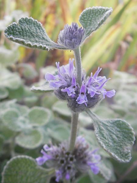 Marrubium supinum \ Spanischer Andorn / Hairy Horehound, S Botan. Gar.  Universit.  Uppsala 28.8.2010