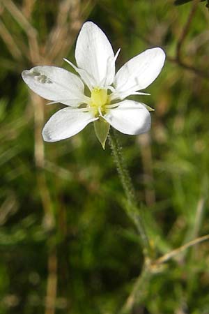 Sabulina glaucina \ Hgel-Frhlings-Miere / Hill Spring Sandwort, S Botan. Gar.  Universit.  Uppsala 28.8.2010