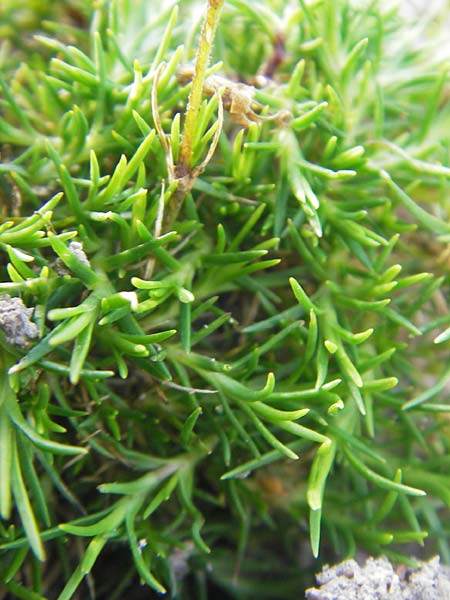 Sabulina glaucina / Hill Spring Sandwort, S Botan. Gar.  Universit.  Uppsala 28.8.2010